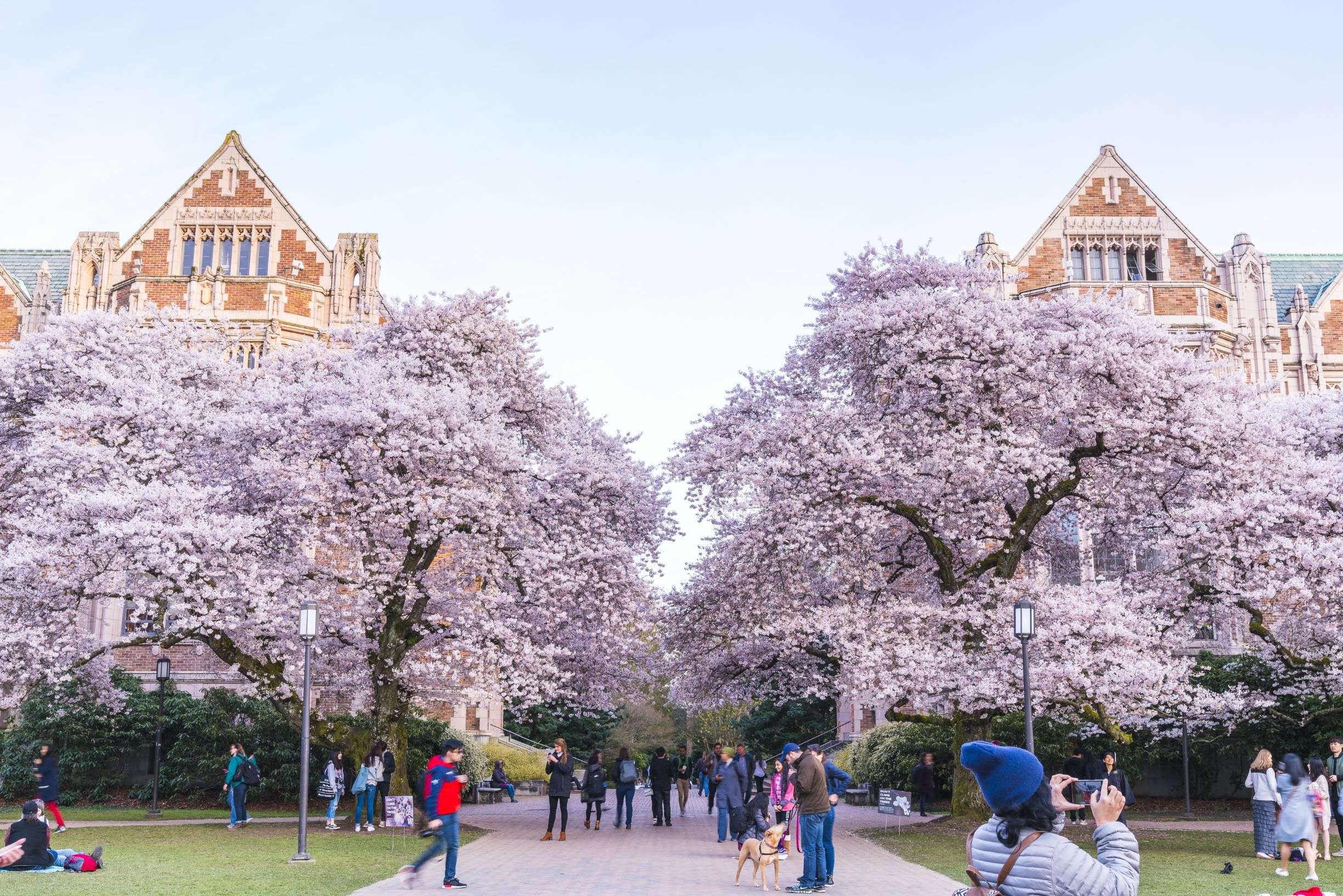 UW cherry blossoms resized